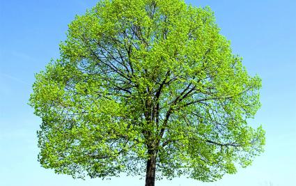 arbre