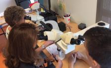 Microscope multi-tête pour un diagnostique concerté au laboratoire d'anatomo-pathologie